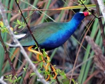 IMG_6883PurpleGallinule