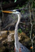 IMG_0928.GreatBlueHeron