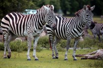 IMG_6048Zebras