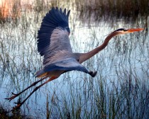 IMG_1039GreatBlueHeron