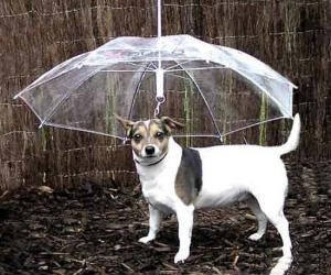 Dog Umbrella