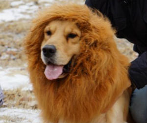 Large Pet Dog Lion Wigs