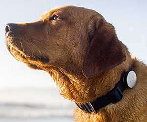 Dog Activity Monitor