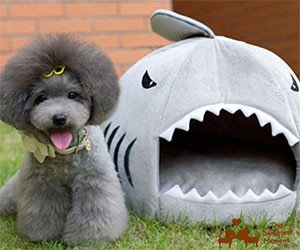 Shark Pet House