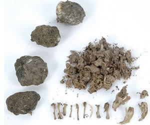 Owl Pellets