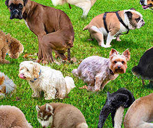 101 Pooping Puppies Puzzle