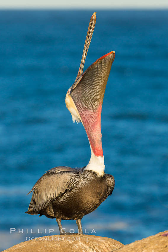 California Brown Pelican head throw, stretching its throat to keep it flexible and healthy, Pelecanus occidentalis, Pelecanus occidentalis californicus, La Jolla