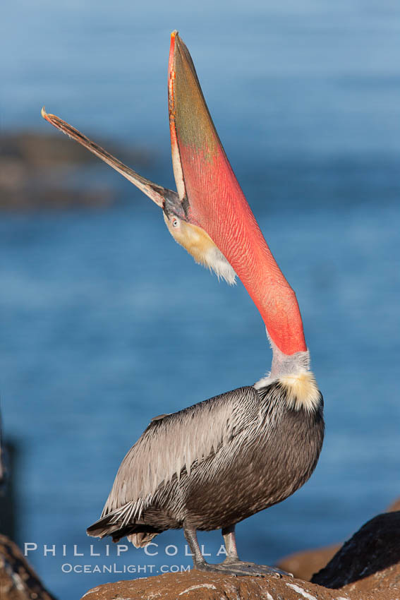 California brown pelican, throwing head back to stretch its throat, Pelecanus occidentalis, Pelecanus occidentalis californicus, La Jolla