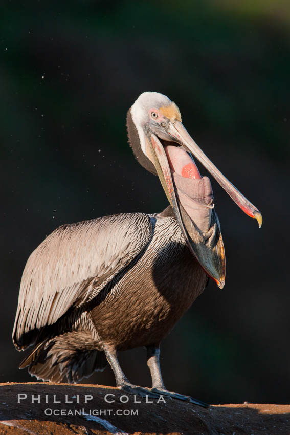 California brown pelican, Pelecanus occidentalis, Pelecanus occidentalis californicus, La Jolla