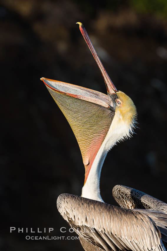 California Brown Pelican head throw, stretching its throat to keep it flexible and healthy, Pelecanus occidentalis, Pelecanus occidentalis californicus, La Jolla