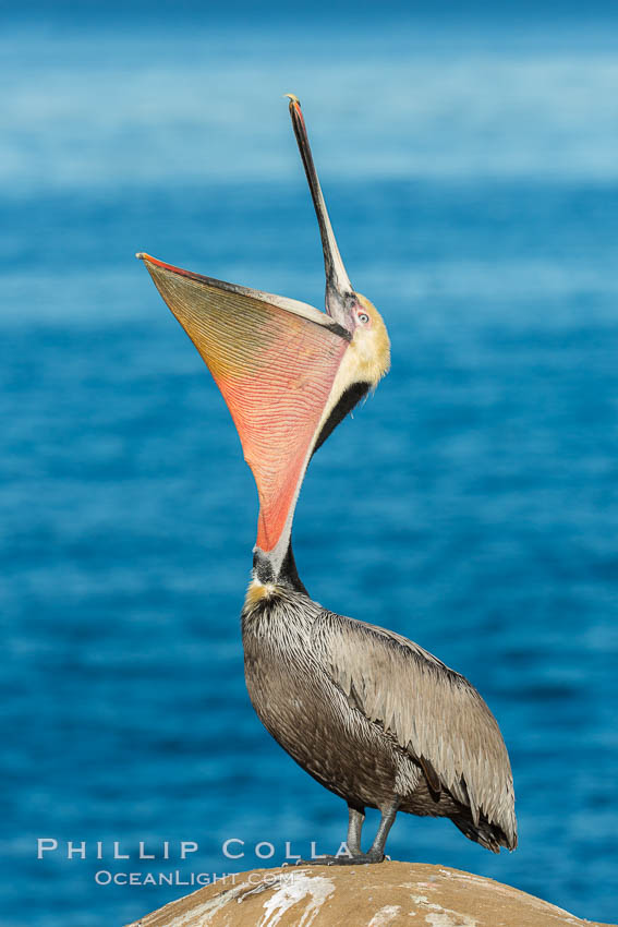 California Brown Pelican head throw, stretching its throat to keep it flexible and healthy, Pelecanus occidentalis, Pelecanus occidentalis californicus, La Jolla