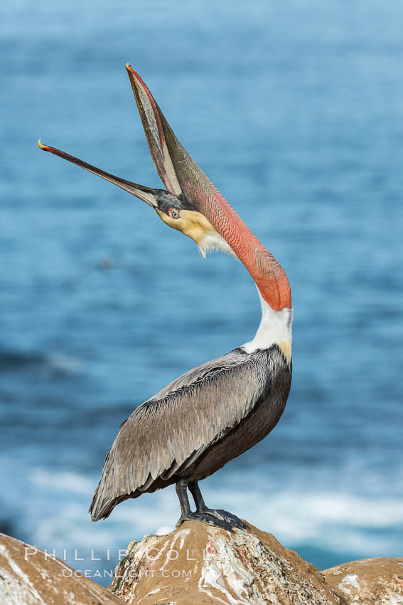 California Brown Pelican head throw, stretching its throat to keep it flexible and healthy. Note the winter mating plumage, olive and red throat, yellow head, Pelecanus occidentalis, Pelecanus occidentalis californicus, La Jolla