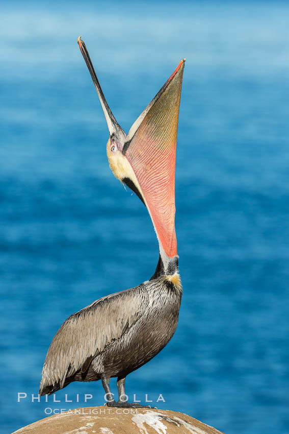 California Brown Pelican head throw, stretching its throat to keep it flexible and healthy, Pelecanus occidentalis, Pelecanus occidentalis californicus, La Jolla