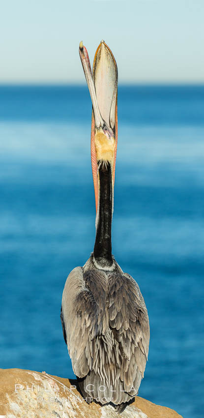 California Brown Pelican head throw, stretching its throat to keep it flexible and healthy, Pelecanus occidentalis, Pelecanus occidentalis californicus, La Jolla