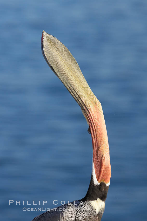 Brown pelican head throw. During a bill throw, the pelican arches its neck back, lifting its large bill upward and stretching its throat pouch, Pelecanus occidentalis, Pelecanus occidentalis californicus, La Jolla, California