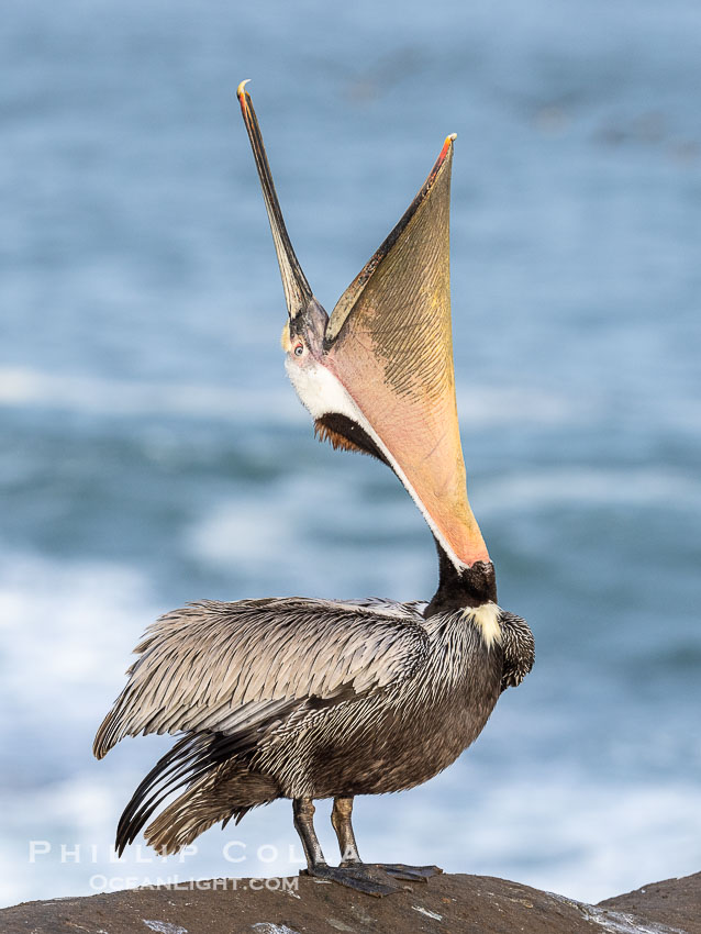 A perfect Brown Pelican Head Throw with Distant Ocean in Background, bending over backwards, stretching its neck and gular pouch, winter adult breeding plumage coloration, Pelecanus occidentalis, Pelecanus occidentalis californicus, La Jolla, California