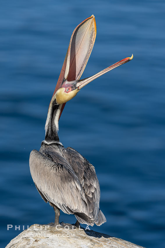 Spectacular Brown Pelican Head Throw Display. This California brown pelican is arching its head and neck way back, opening its mouth in a behavior known as a head throw or bill throw, Pelecanus occidentalis, Pelecanus occidentalis californicus, La Jolla