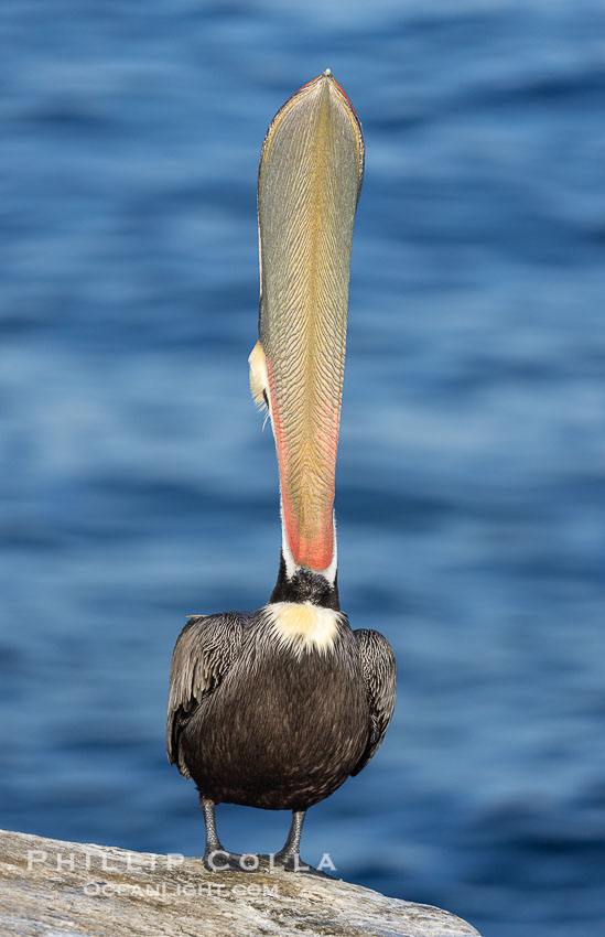 Spectacular Brown Pelican Head Throw Display. This California brown pelican extends its head and bill up and back, stretching its neck and pouch in a behavior known as a head throw or bill throw. Adult winter breeding plumage, Pelecanus occidentalis, Pelecanus occidentalis californicus, La Jolla