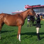 Brightly Shining was rescued three years ago from an auction house. Since then, she has amassed ribbons and honors as a show horse. Pictured at the Totally Thoroughbred Show at Pimlico July 17.