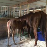 Faith and Open Zipper traveled to Massachusetts last weekend, five months after Zipper narrowly escaped shipping to slaughter while pregnant with her foal.