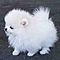 Beautiful-pomeranian-puppy