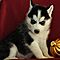 Beautiful-siberian-husky-puppies