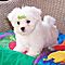 Adorable-x-mas-teacup-maltese-puppies-for-adoption