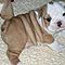 Playful-english-bulldog-puppies-for-adoption