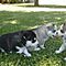 Siberian-husky-puppies-for-adoption