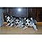 Sweet-siberian-husky-puppies-for-adoption