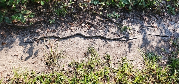 [Oak snake]