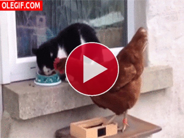 GIF: Este gato le da unas collejas a la gallina para que le deje comer tranquilo