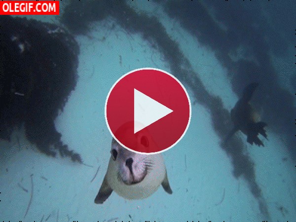 GIF: Una linda foca viene a saludarnos