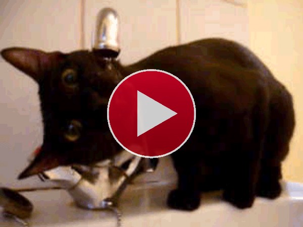 GIF: Un gatito con mucha sed