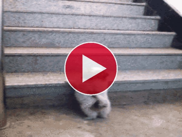 GIF: Este cachorro no puede subir el escalón