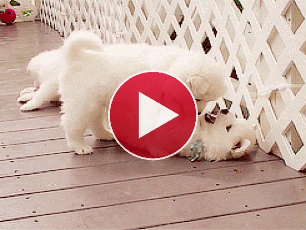 GIF: Estos cachorros son muy besucones