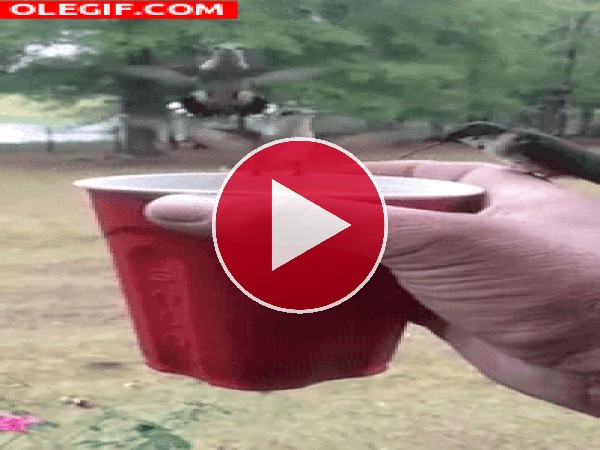 GIF: Dando de beber a unos colibrís