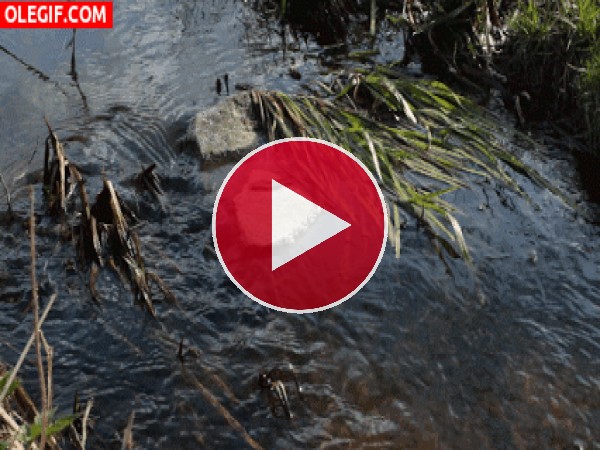 GIF: Agua fluyendo en un arroyo