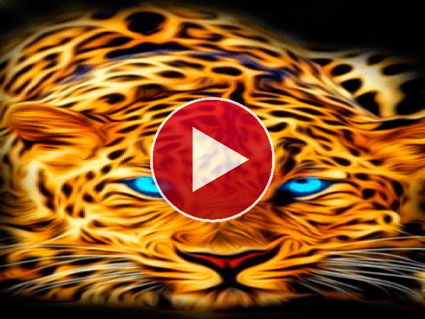 GIF: Un hermoso leopardo