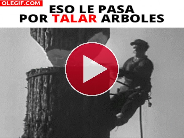 GIF: Eso le pasa por talar árboles