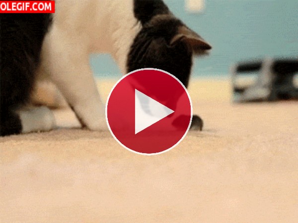 GIF: Gato y ratoncito