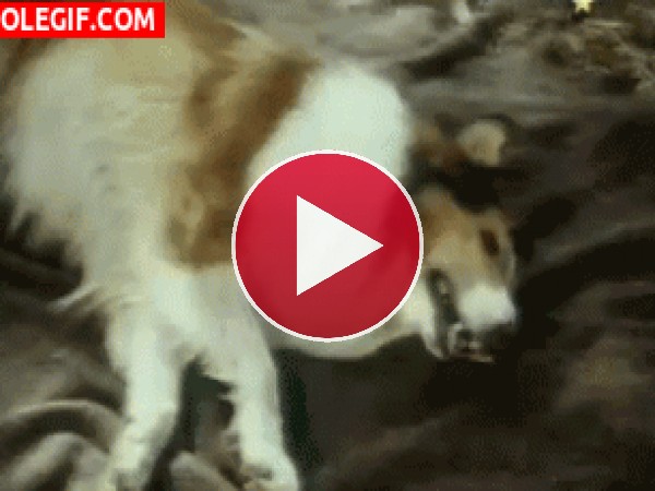 GIF: La perra Lassie