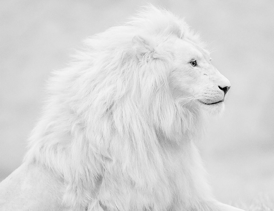 beautiful albino lion