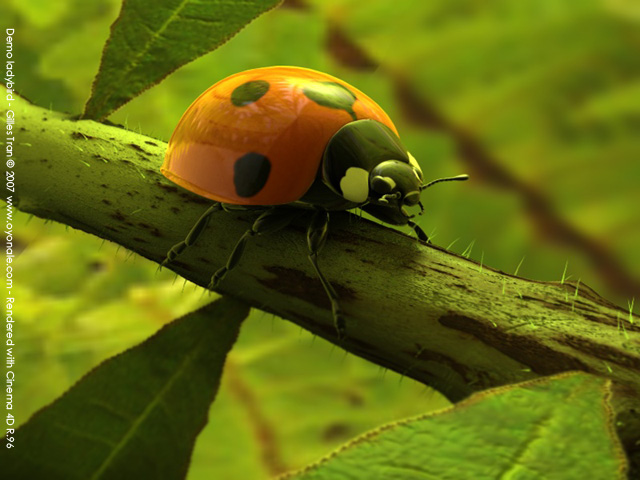 Coccinelle