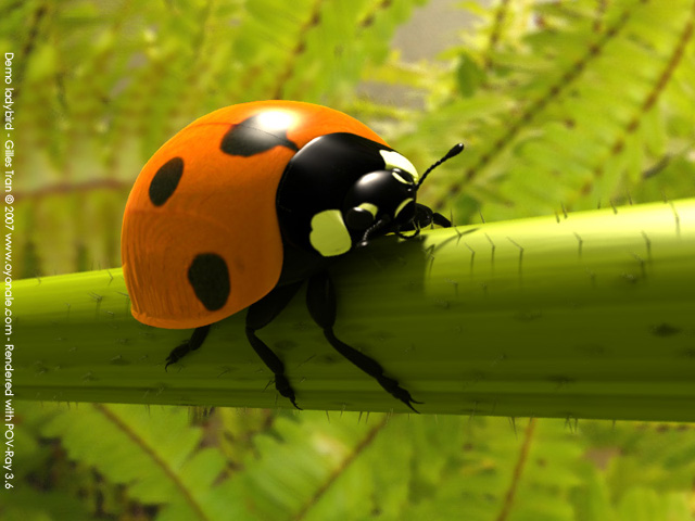 Coccinelle