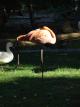 Flamand rose