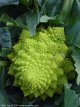 Romanesco cabbage