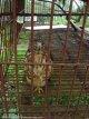 Bird of prey in a cage