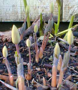 Bloodroot