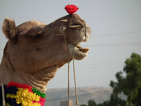 Camel photo image